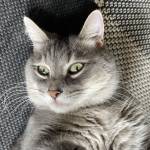 Pino Lella Profile Picture
