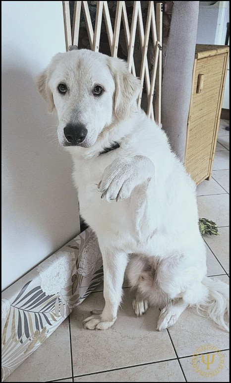 SALVIAMO IL MIO CANE ZEUS
